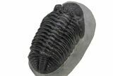 Large Phacopid (Drotops) Trilobite - Mrakib, Morocco #235699-4